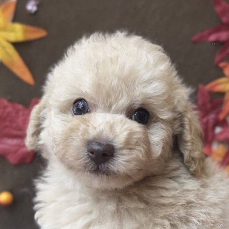 ブリーダー画像