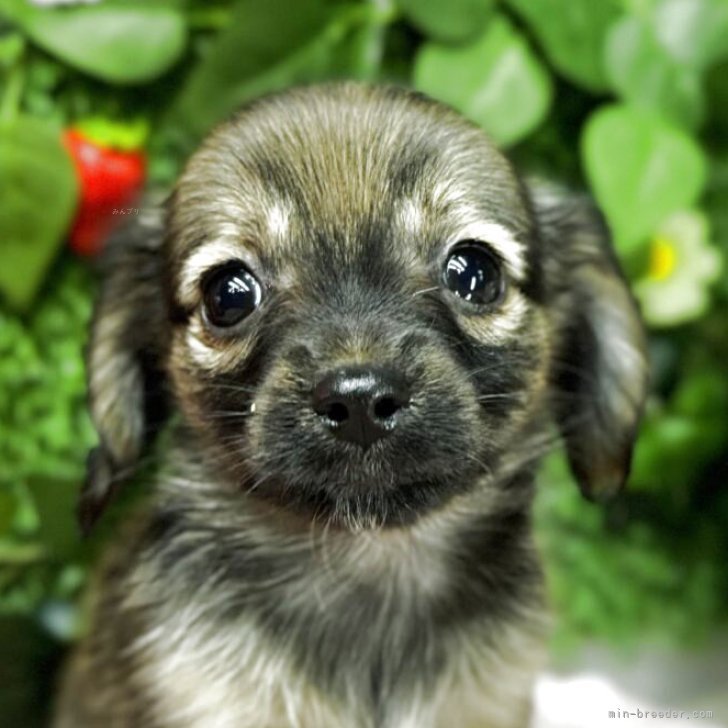 ここあ 様のお迎えした子犬