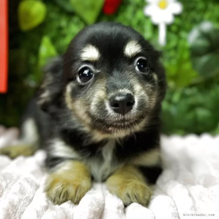 ここあ 様のお迎えした子犬