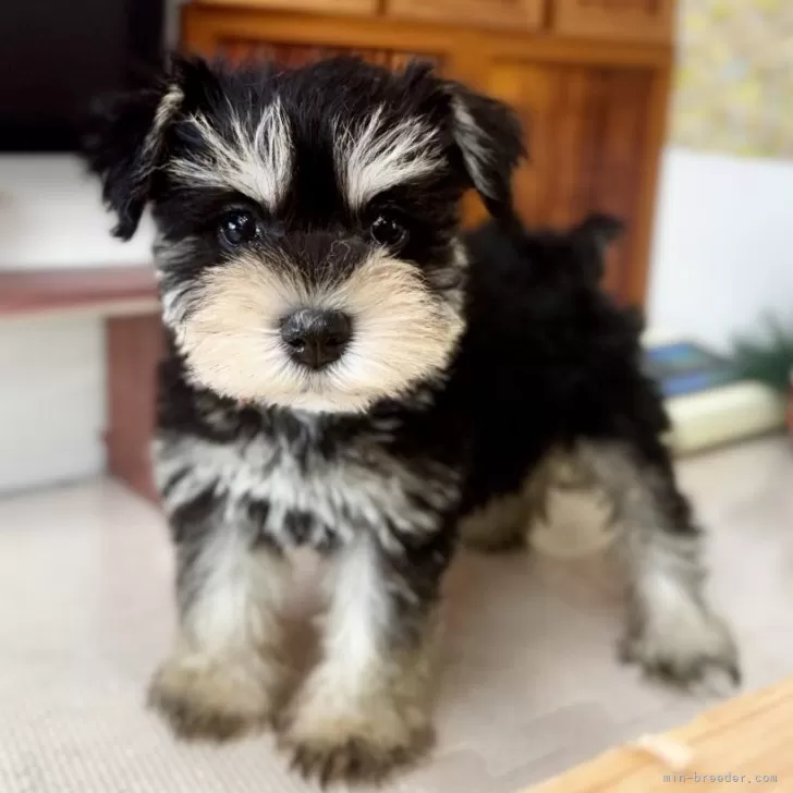 ID:2412-03258の子犬