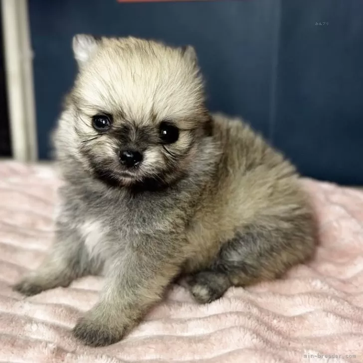 ID：2508-01667の子犬