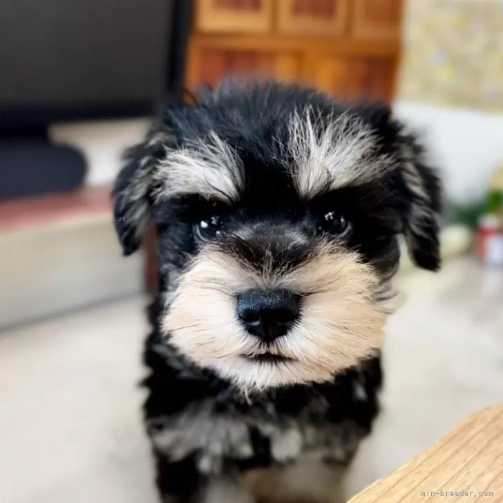 ID：2412-03257の子犬