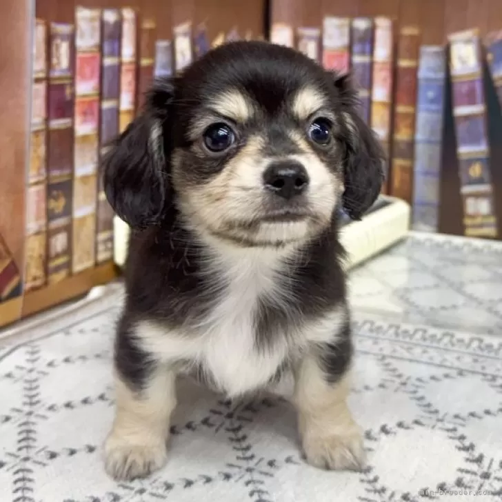 ID：2411-00944の子犬