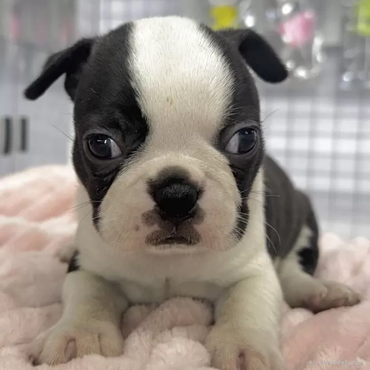 わんこのお父さん 様のお迎えした子犬