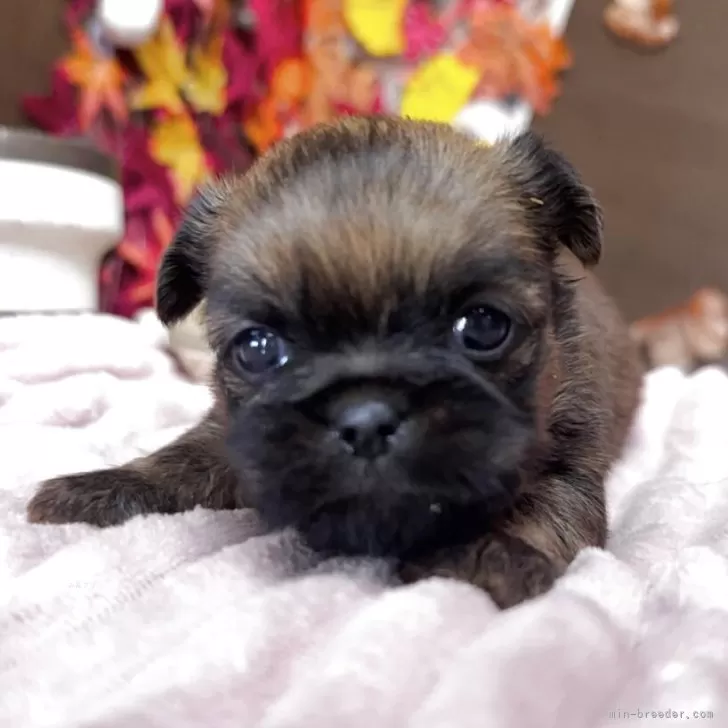 ブリュッセルグリフォン【埼玉県・女の子・2025年10月15日・レッド】の写真1