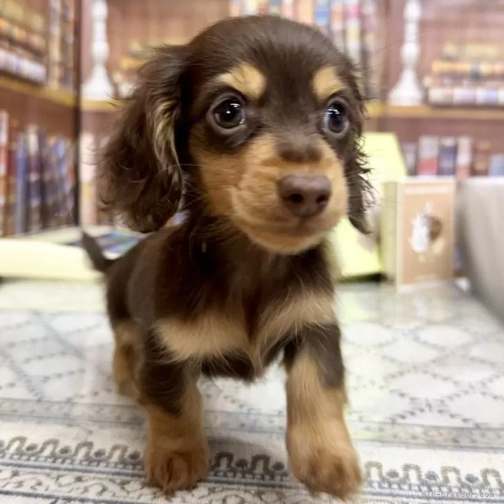 ID：2411-00495の子犬