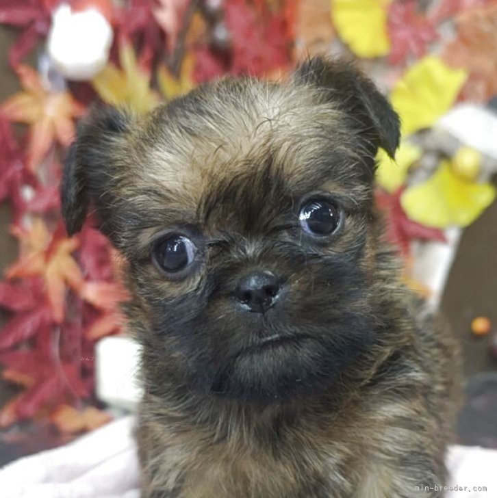 ブリーダー画像