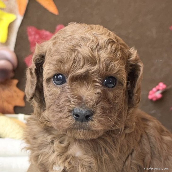 ブリーダー画像