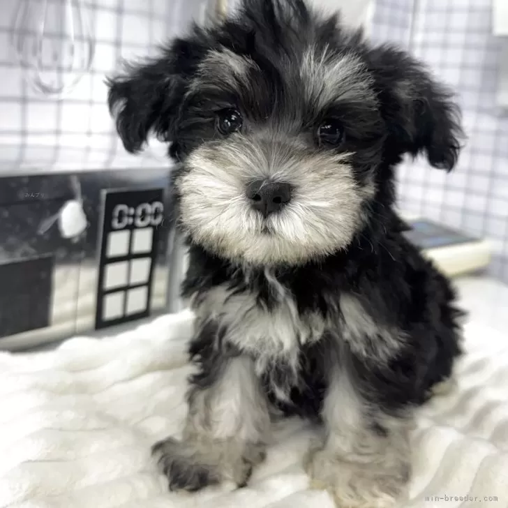 zorra 様のお迎えした子犬