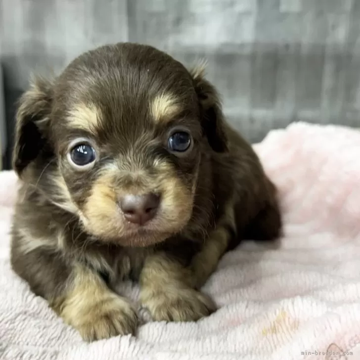 H.K 様のお迎えした子犬
