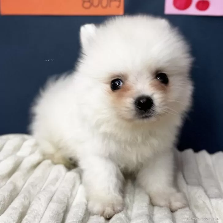 ID：2508-01665の子犬