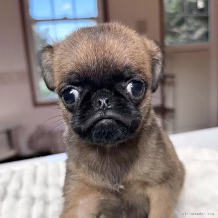 ID：2510-02459の子犬