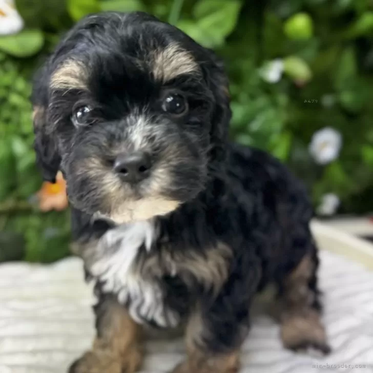 ID:2502-03793の子犬