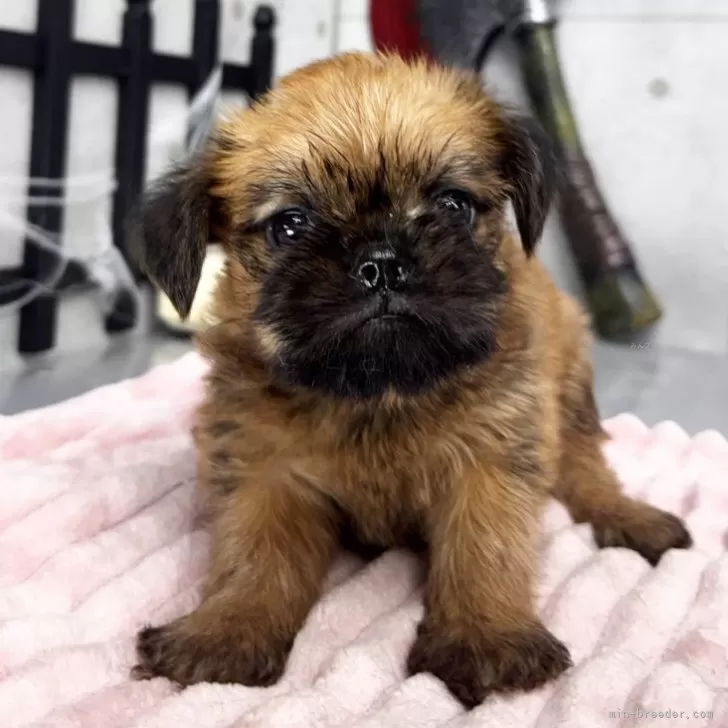 A.Y 様のお迎えした子犬