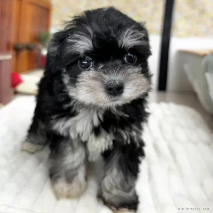 ID:2501-00087の子犬