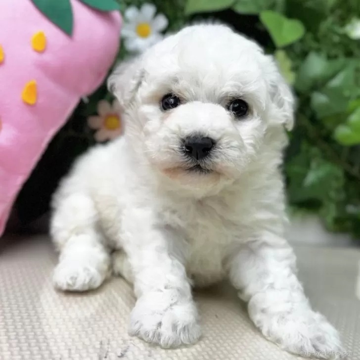 ID:2502-06184の子犬