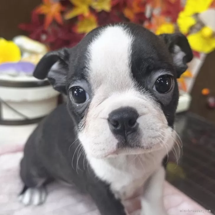 ID：2510-01827の子犬