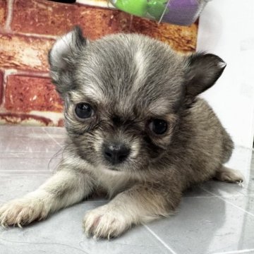 チワワ(ロング)【埼玉県・女の子・2024年12月23日・レッド&ホワイト】の写真「小さめです
2.18迄の募集です」