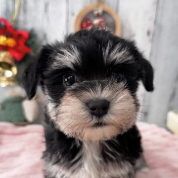 ミックス(マルチーズ×ミニチュアシュナウザー)【埼玉県・女の子・2025年10月30日・ブラック&シルバー】の写真「可愛い女の子」