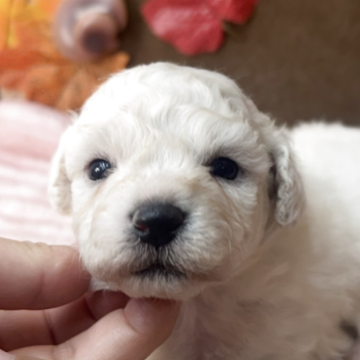 ビションフリーゼ【埼玉県・女の子・2025年11月7日・ホワイト】の写真「可愛い女の子
だんだんモコモコしてきますよ」