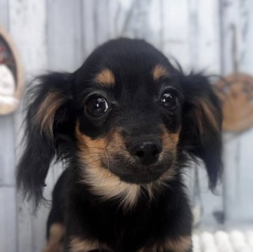 チワックス(チワワ×ダックスフンド)【埼玉県・男の子・2025年8月9日・ブラック&タン】の写真「お目々キラキラ男の子」