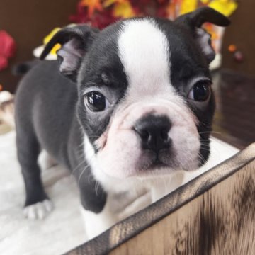 ボストンテリア【埼玉県・男の子・2025年9月17日・ボストンカラー】の写真「綺麗な柄の男の子
11/12までの募集です」