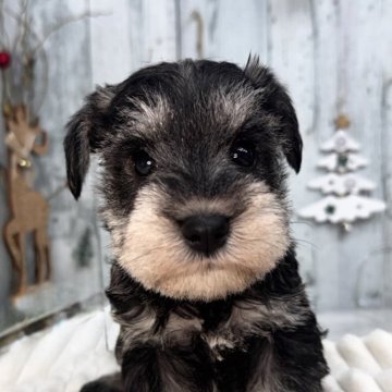 ミニチュアシュナウザー【埼玉県・男の子・2025年10月30日・ソルト&ペッパー】の写真「可愛い男の子」