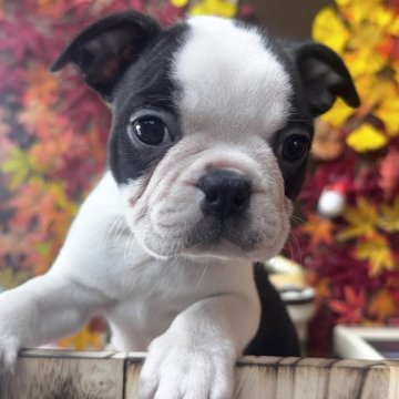 ボストンテリア【埼玉県・女の子・2025年9月17日・ボストンカラー】の写真「愛嬌たっぷり女の子
11/12までの募集です」