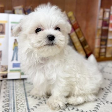 マルチーズ【埼玉県・男の子・2024年9月11日・ホワイト】の写真「11.20までの掲載です
小柄な男の子」