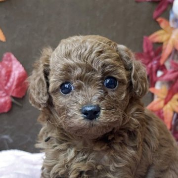 トイプードル(トイ)【埼玉県・女の子・2025年10月17日・レッド】の写真「可愛い女の子」