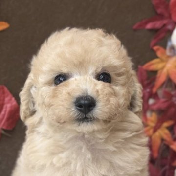 トイプードル(トイ)【埼玉県・男の子・2025年10月11日・クリーム】の写真「可愛い男の子」