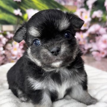 チワワ(ロング)【埼玉県・男の子・2025年3月25日・ブラック&ホワイト】の写真「可愛い男の子
5.21までの募集」