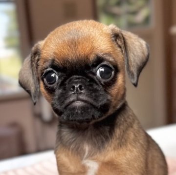 プチブラバンソン【埼玉県・女の子・2025年9月10日・レッド】の写真「愛嬌たっぷり
11/5までの募集です」