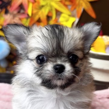 チワワ(ロング)【埼玉県・女の子・2025年9月28日・レッド】の写真「可愛い女の子」