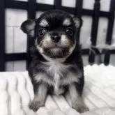 チワワ(ロング)【埼玉県・男の子・2025年9月28日・ブラック&タン】の写真1