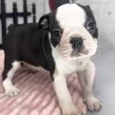 ボストンテリア