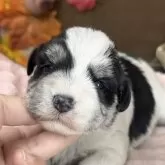 ミックス(マルチーズ×ミニチュアシュナウザー)【埼玉県・女の子・2025年10月30日・パーティ】の写真1