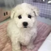 ビションフリーゼ