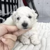 ビションフリーゼ