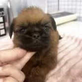 ブリュッセルグリフォン