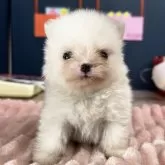 ポメラニアン