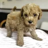 トイプードル(トイ)【埼玉県・女の子・2025年3月26日・レッド】の写真1