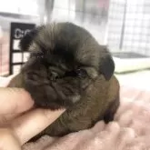 ブリュッセルグリフォン