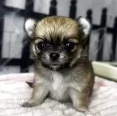 チワワ(ロング)