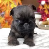 ブリュッセルグリフォン【埼玉県・男の子・2025年10月15日・レッド】の写真1