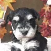 ミックス(マルチーズ×ミニチュアシュナウザー)【埼玉県・女の子・2025年10月30日・ブラック&シルバー】の写真1