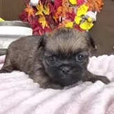 ブリュッセルグリフォン【埼玉県・女の子・2025年10月15日・レッド】の写真2