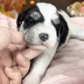 ミックス(マルチーズ×ミニチュアシュナウザー)【埼玉県・女の子・2025年10月30日・パーティ】の写真2