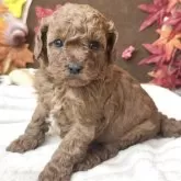 トイプードル(トイ)【埼玉県・男の子・2025年10月17日・レッド】の写真3