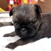 ブリュッセルグリフォン【埼玉県・男の子・2025年10月15日・レッド】の写真3